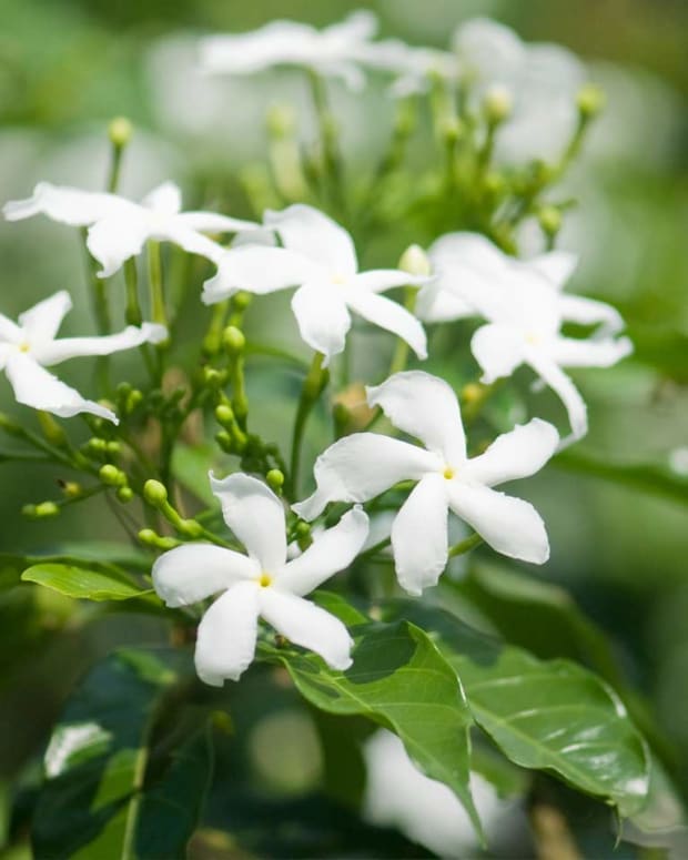 Beautiful But Toxic: Beware of These Poisonous Plants - Dengarden ...