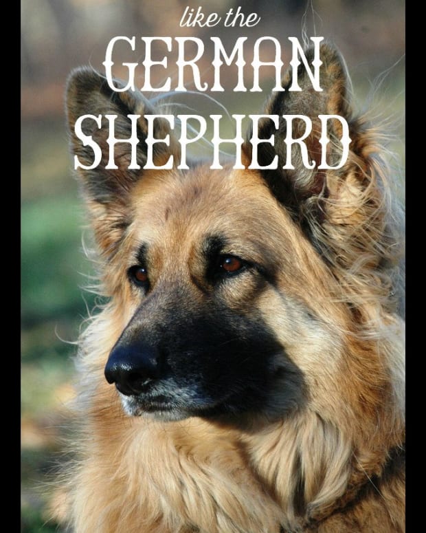 German Shepherd Coat and Color Varieties - PetHelpful - By fellow ...