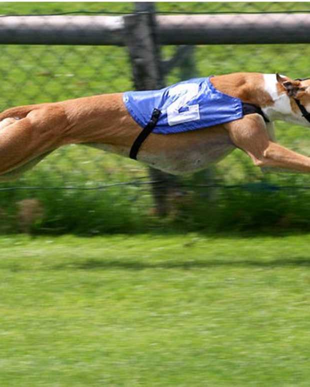 A Guide to the Apple Head Chihuahua PetHelpful By fellow animal