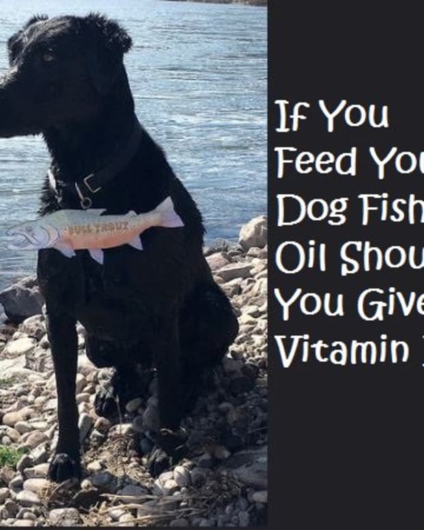 6 Tricks to Give Your Dog Pills (a Troubleshooting Guide for Difficult