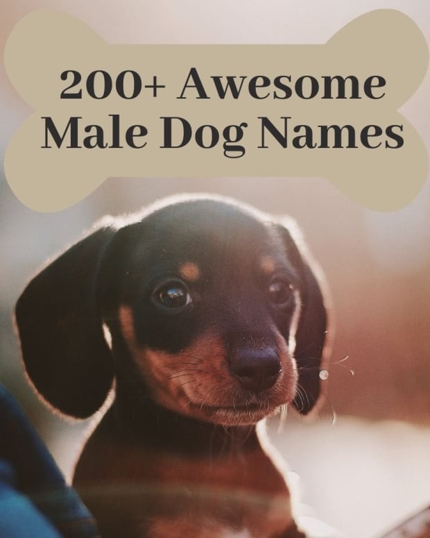gangsta dog names