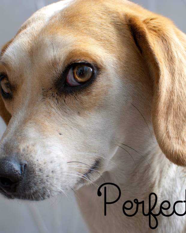 Cute Names For Pets Pethelpful By Fellow Animal Lovers And Experts - bad dog girl roblox