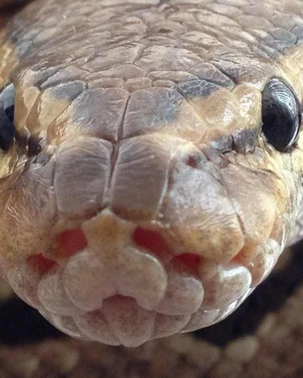 Ball Pythons in the Wild Habitat, Diet, and Behavior PetHelpful By