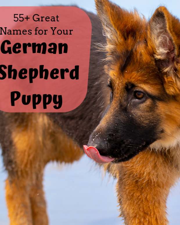 45 days german shepherd puppy