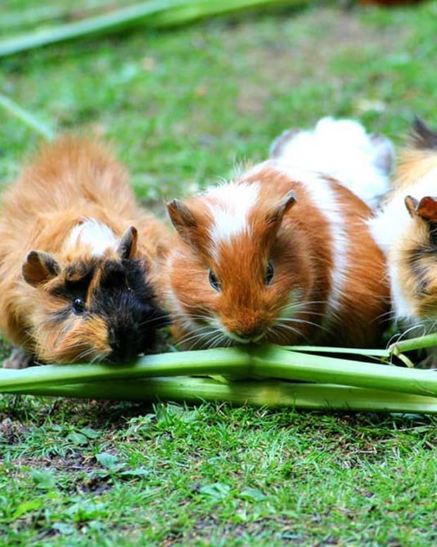 How To Poop Potty Or Litter Box Train Your Guinea Pigs Pethelpful By Fellow Animal Lovers And Experts