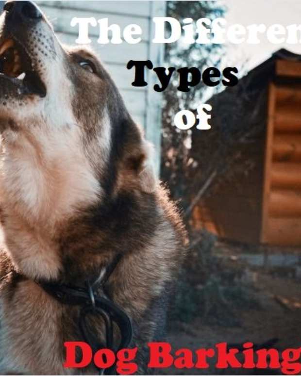 top 10 loudest barking dogs