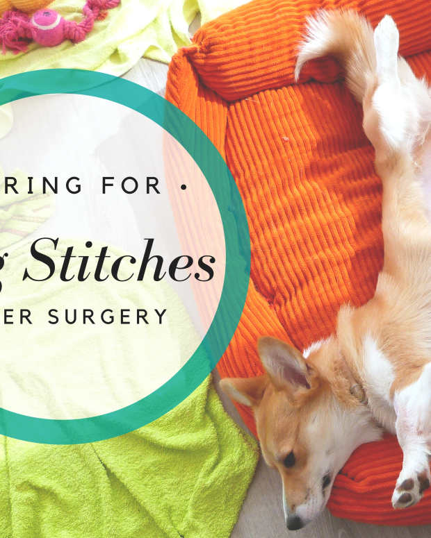 How to Care for Dogs After Spaying Surgery PetHelpful By fellow
