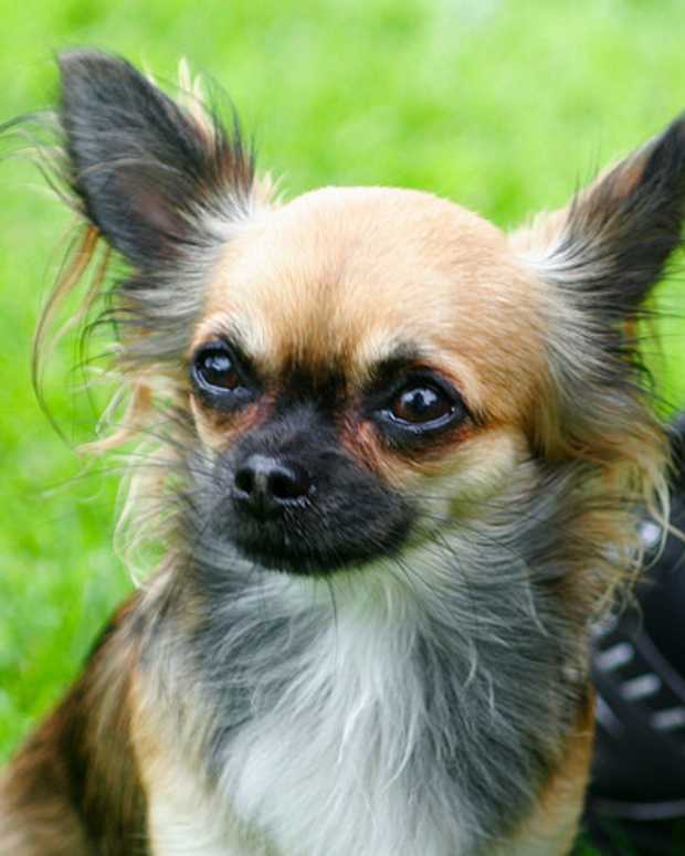 female chihuahua puppy names