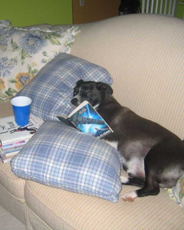 How to Keep Your Dog Calm and Happy on a Long Car Journey PetHelpful