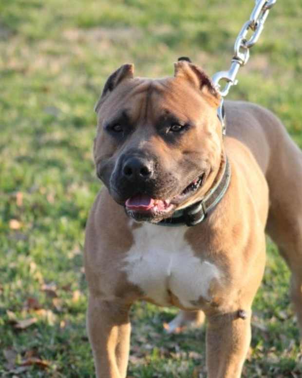 Do Pit Bull Dogs Make Good Pets? PetHelpful By fellow animal lovers