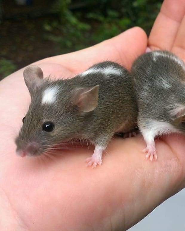 How To Care For Baby Mice Pethelpful By Fellow Animal Lovers And Experts