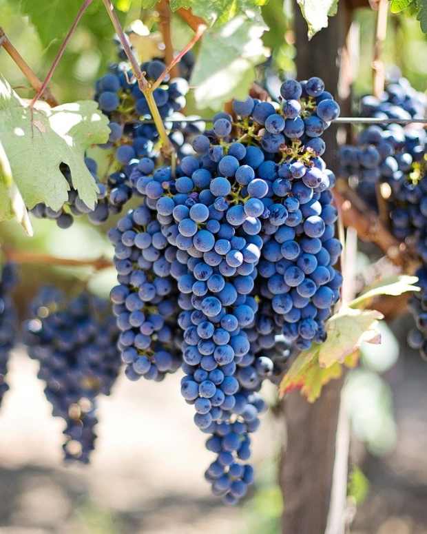 are grape vines poisonous to dogs