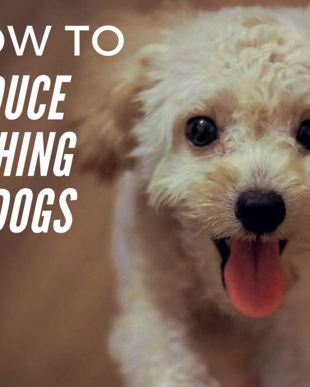 Four Facts About Hybrid Dogs Breeders Don't Want You to Know