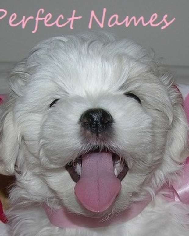 Turkish Dog Names for an Anatolian Shepherd PetHelpful By fellow