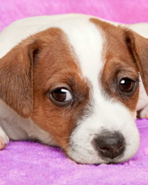Common Jack Russell Problem Behaviors and How to Fix Them PetHelpful