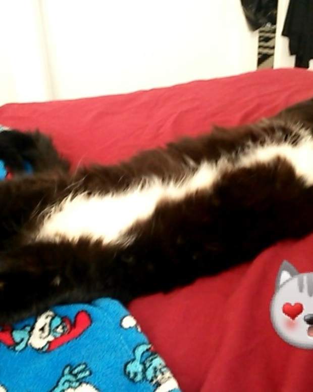 fiv cats for adoption near me