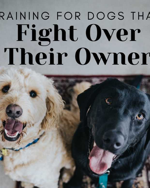 How to Tell If Dogs Are Playing or Fighting PetHelpful By fellow