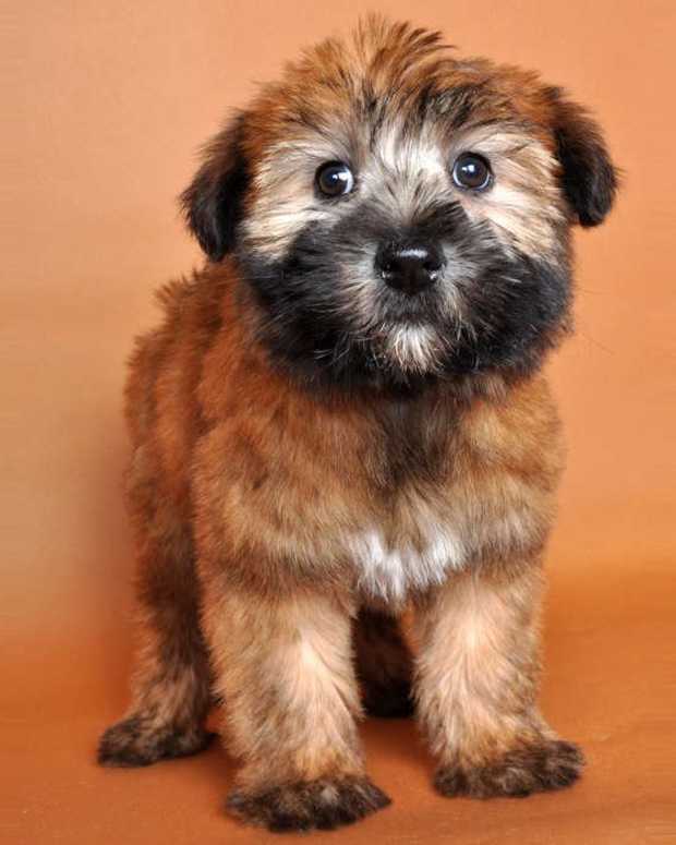 working terrier representative species