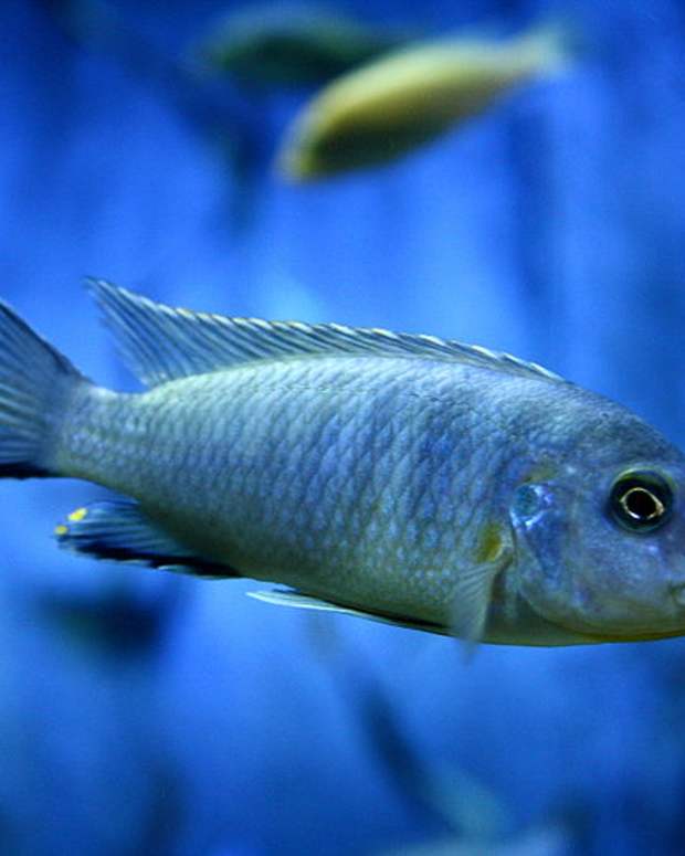 Kenyalogy Aggressive Freshwater Fish Tank Freshwater Community