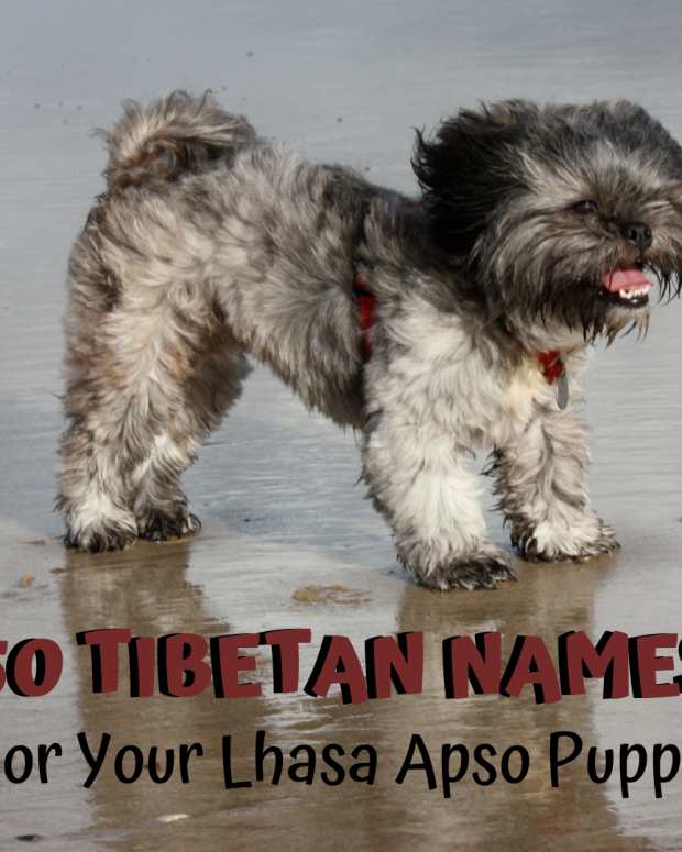 cool female havanese names