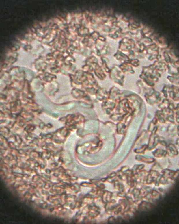 Causes of Blood in Cat Urine PetHelpful By fellow animal lovers and