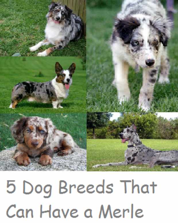 The Double Merle Dog and the Dangers of MerletoMerle Breeding