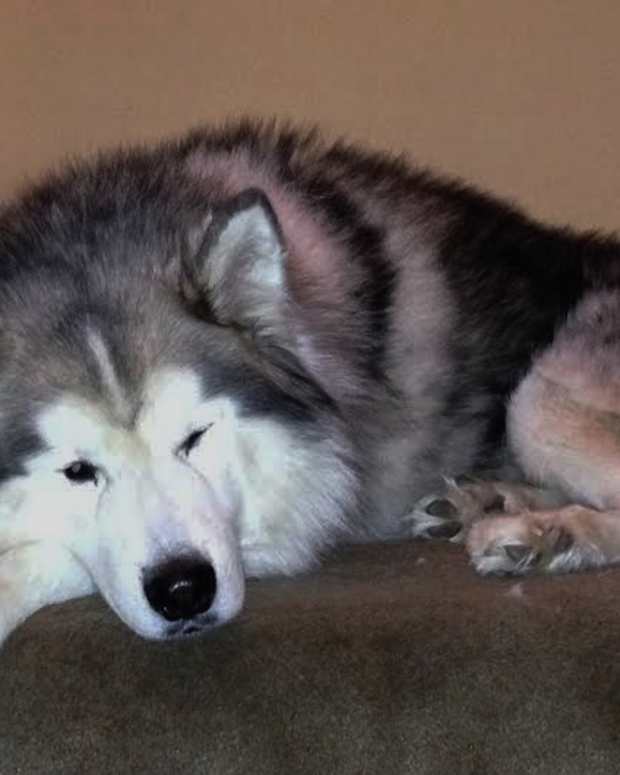 Can I Give My Dog Shots at Home or Should I Take Him to the Vet