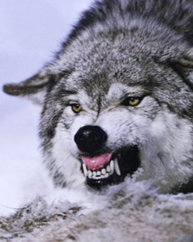 Wolves 101: Habitat, Diet, Communication, and Conservation - Owlcation