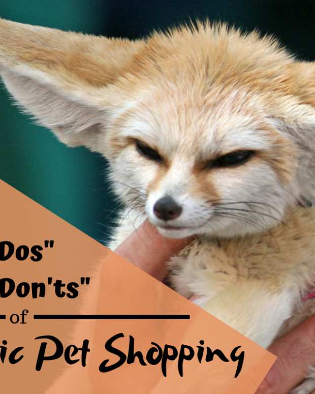 The Ohio Exotic Pet Ban What Animals Are Now Illegal As Pets 