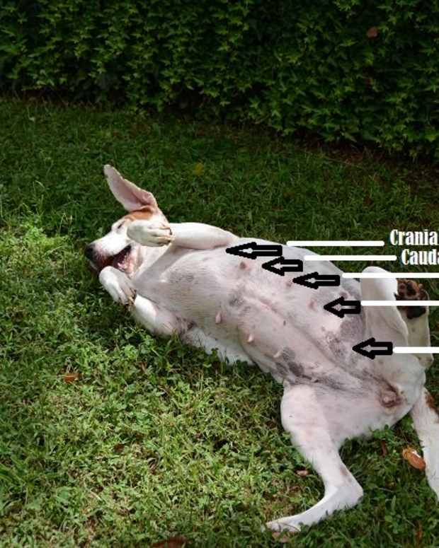 What Causes Hot Spots on Dogs? PetHelpful By fellow animal lovers