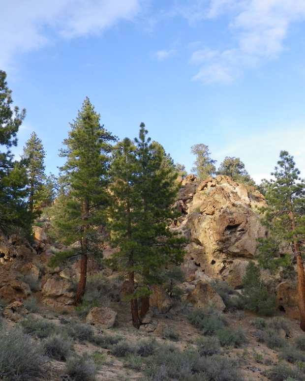 Pine Trees Meanings and Culture of the Great Evergreen Owlcation