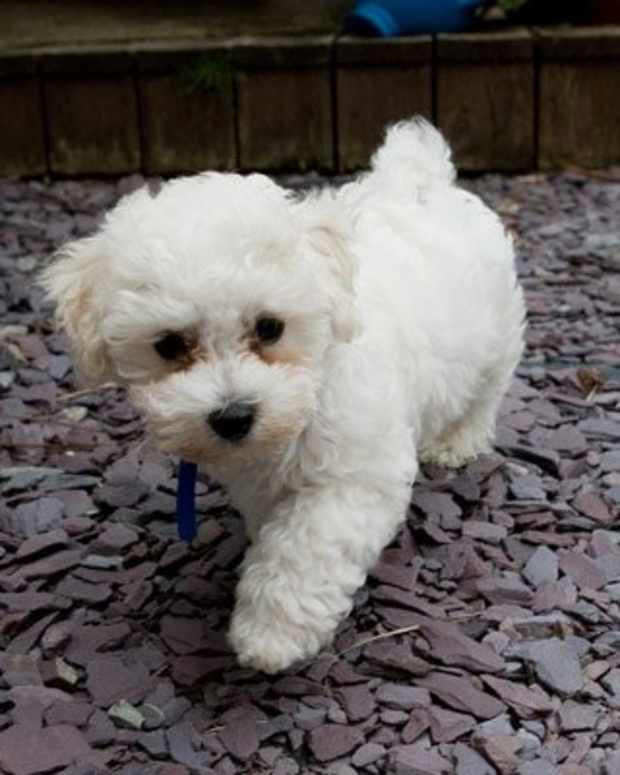 The Five Best Small Dog Breeds for Families With Young Children