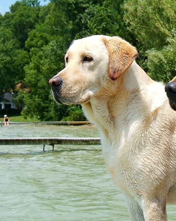 10 Reasons Labrador Retrievers Make Great Family Pets PetHelpful By