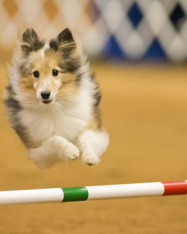 7 Facts About the Ancient Sport of Falconry HowTheyPlay Sports