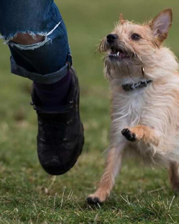 How to Walk Multiple Dogs Like a Professional Dog Walker PetHelpful By fellow animal lovers