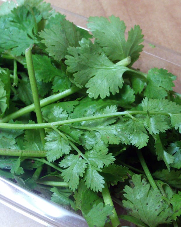 Coriander And Cilantro What S The Difference Delishably Food And Drink,How To Make A Balloon Sword With One Balloon