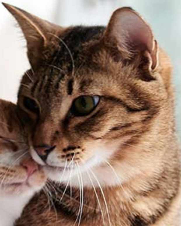 How to Keep Your Cat Happy Inside the Home PetHelpful By fellow animal lovers and experts