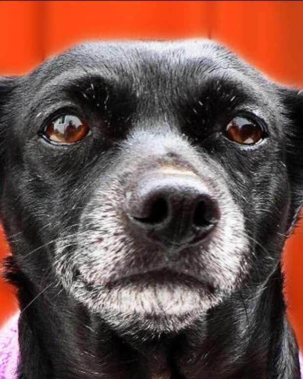 The Best Bones for Cleaning a Dog's Teeth PetHelpful By fellow