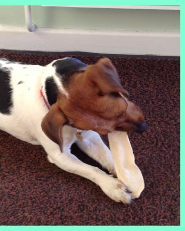 How to Protect Your Dog From Being Attacked PetHelpful By fellow