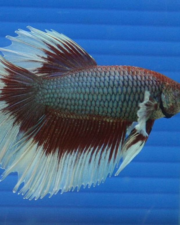 big betta fish for sale