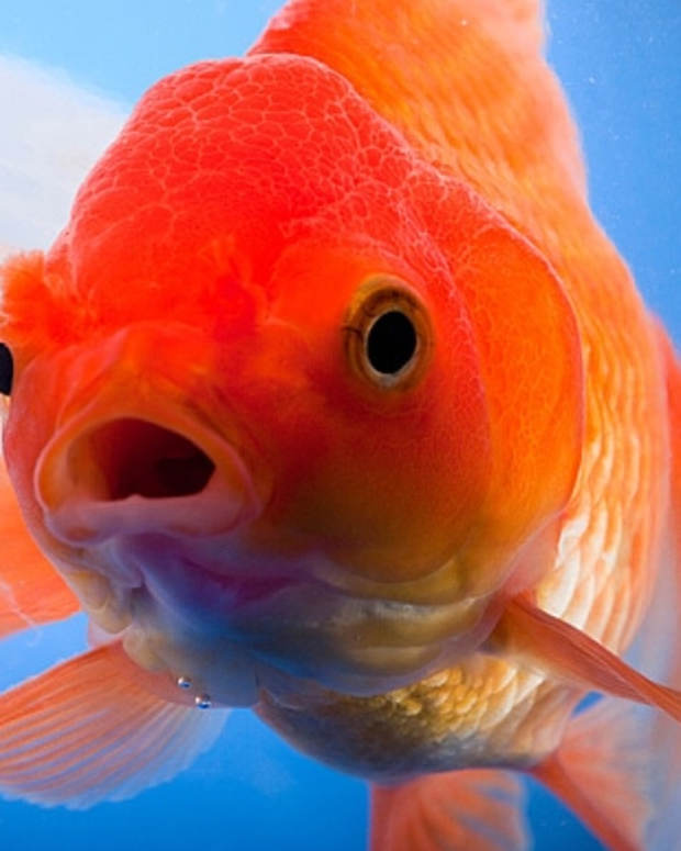 The Top 7 Fish for Kids PetHelpful By fellow animal lovers and experts