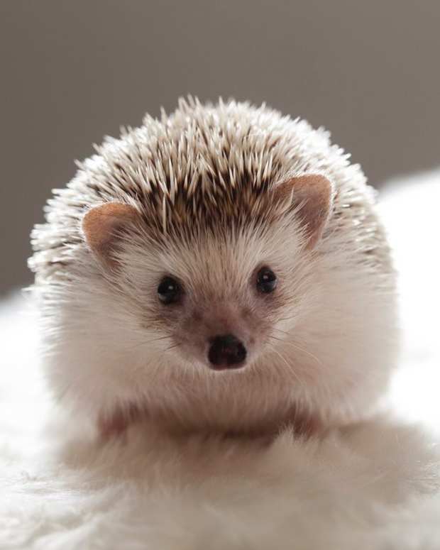 A Complete Guide to Raising Pet Hedgehogs PetHelpful By fellow