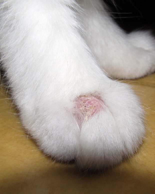 How to Identify, Treat, and Prevent Tapeworms in Cats - PetHelpful - By