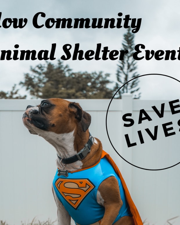 animal shelter community service
