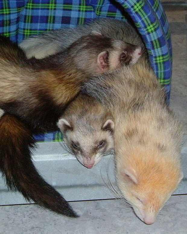 Problems With Keeping Ferrets as Pets PetHelpful By fellow animal
