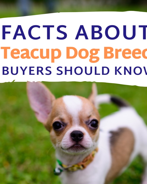 teacup dog breeds for sale
