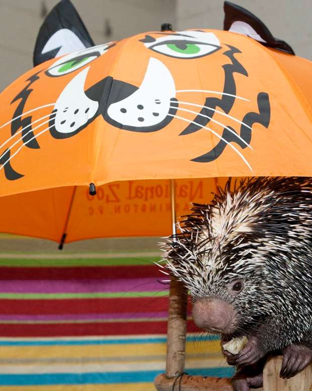 affectionate exotic pets