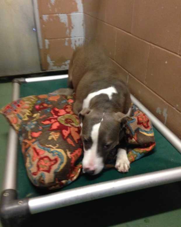 How to Successfully Adopt a Dog From a Rescue or a Shelter PetHelpful