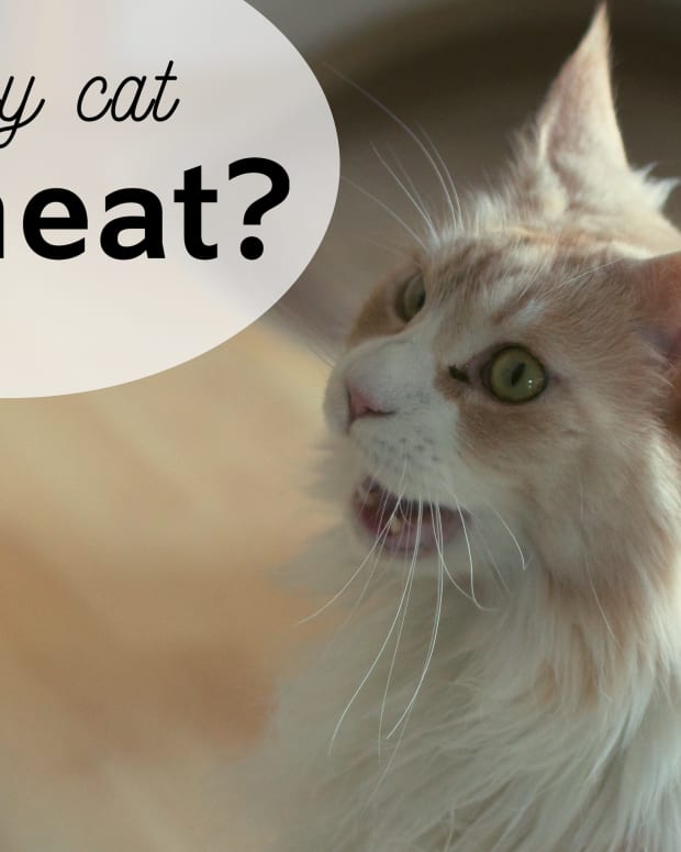 What to Do If Your Cat Is Dehydrated PetHelpful By fellow animal