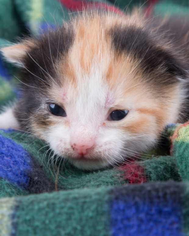 How to Keep Feral and Outdoor Cats Warm and Safe in Winter PetHelpful